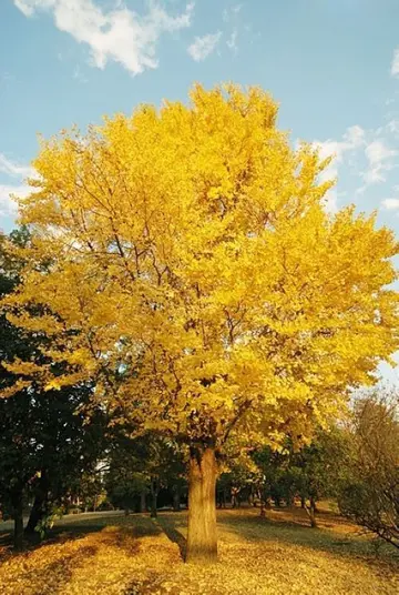 金秋10月的古诗（赞美秋天的诗词佳句）