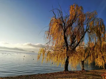 有关咏秋的诗词名句（适合秋天的简短诗句）