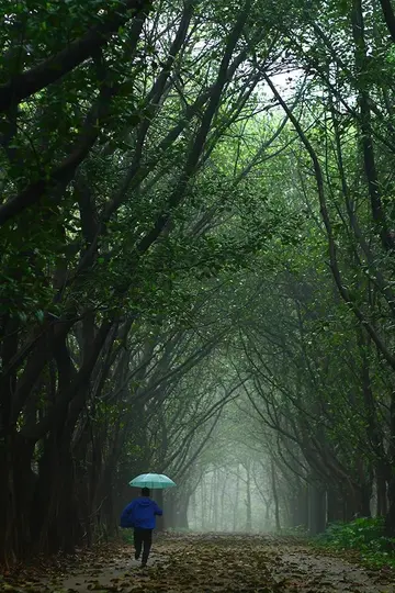 关于雨天的唯美文案（下雨天的唯美句子）