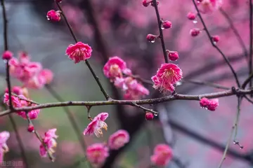 冬日梅香花作文600字（冬日梅花依然美丽）