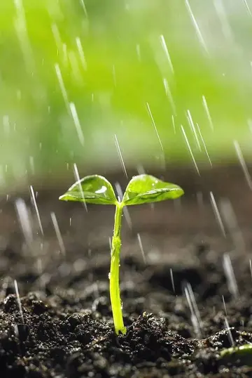 描写雨水的文案句子（关于雨水节气的优质文案）