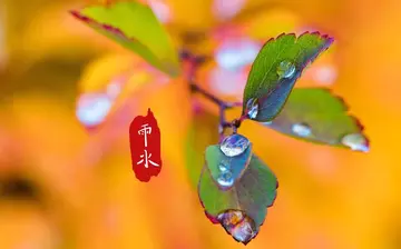 雨水节气的暖心文案（关于雨水的唯美句子）