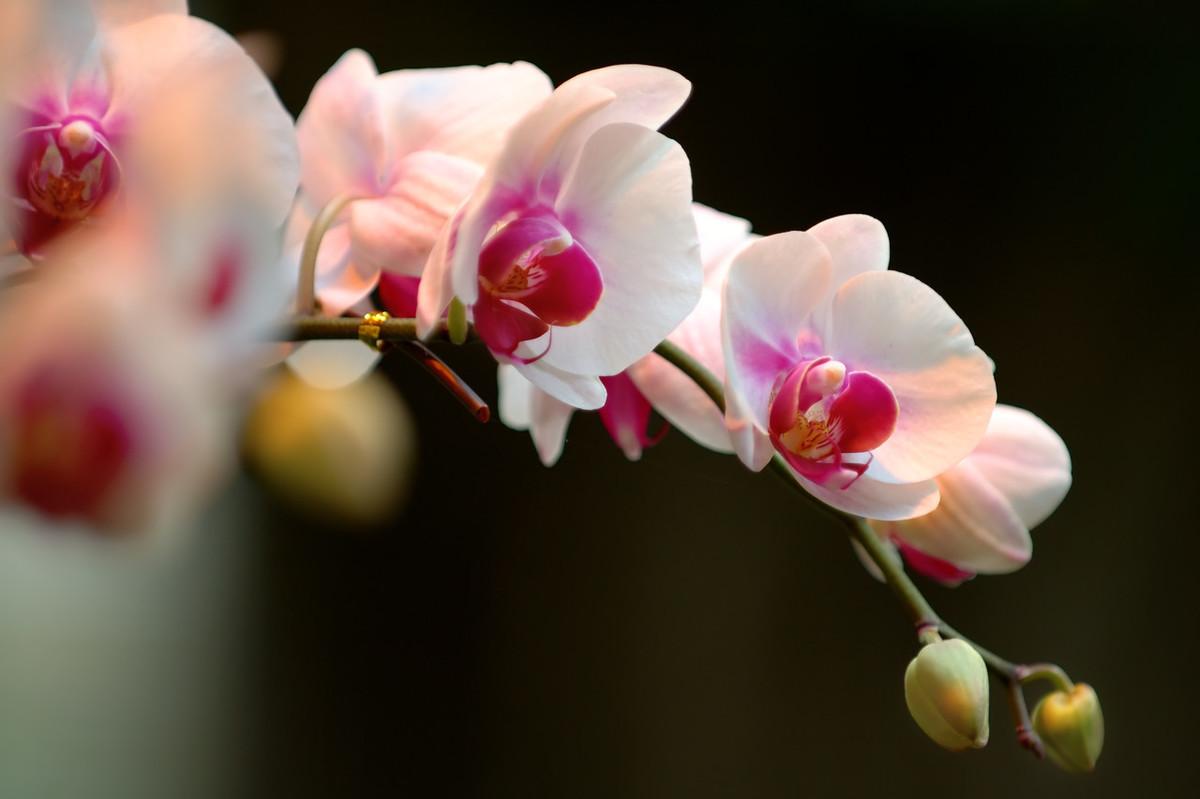 描写兰花高雅的诗句（兰花清雅的诗句）