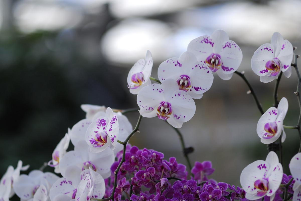 描写兰花高雅的诗句（兰花清雅的诗句）