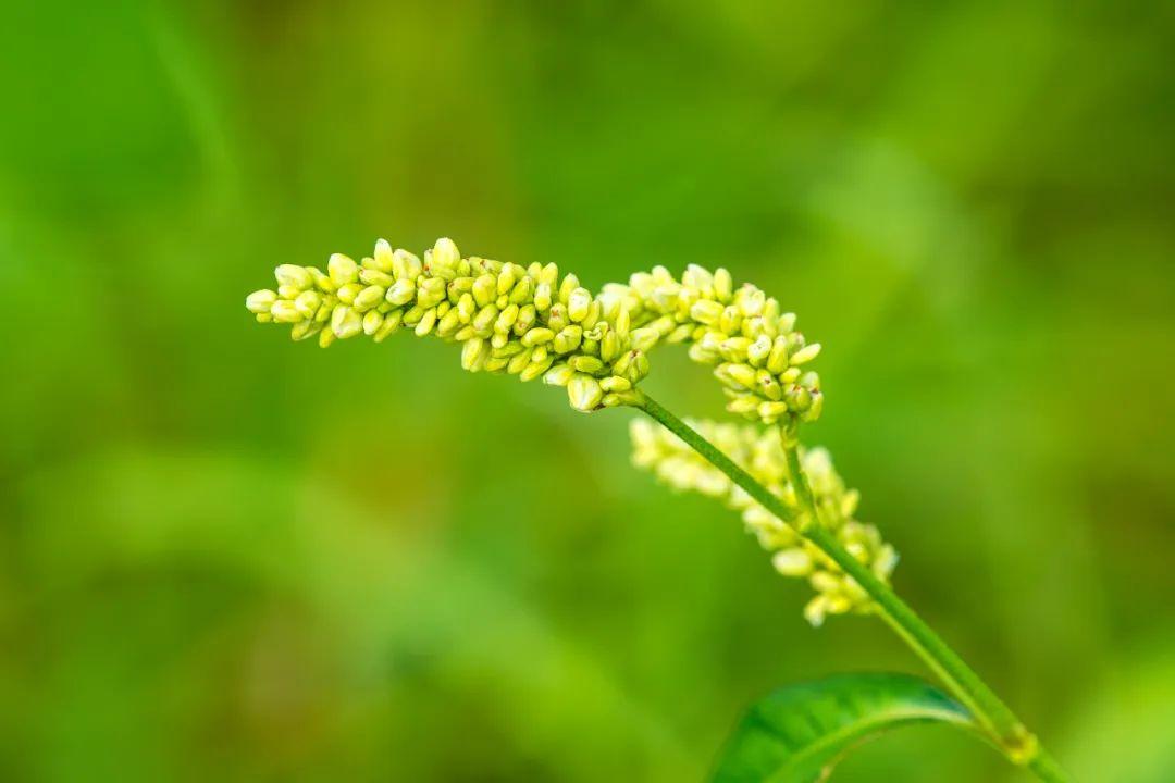 赞美秋天的花诗词鉴赏（10首秋花诗词）