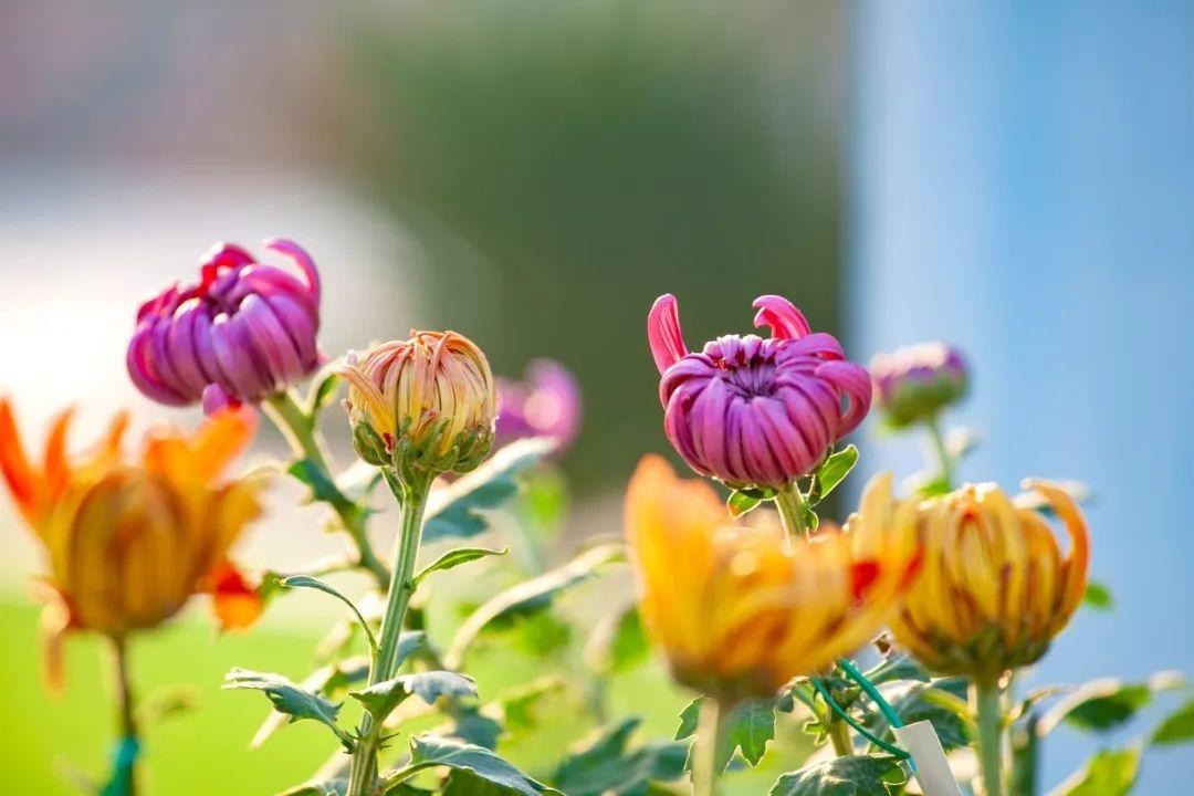 赞美秋天的花诗词鉴赏（10首秋花诗词）