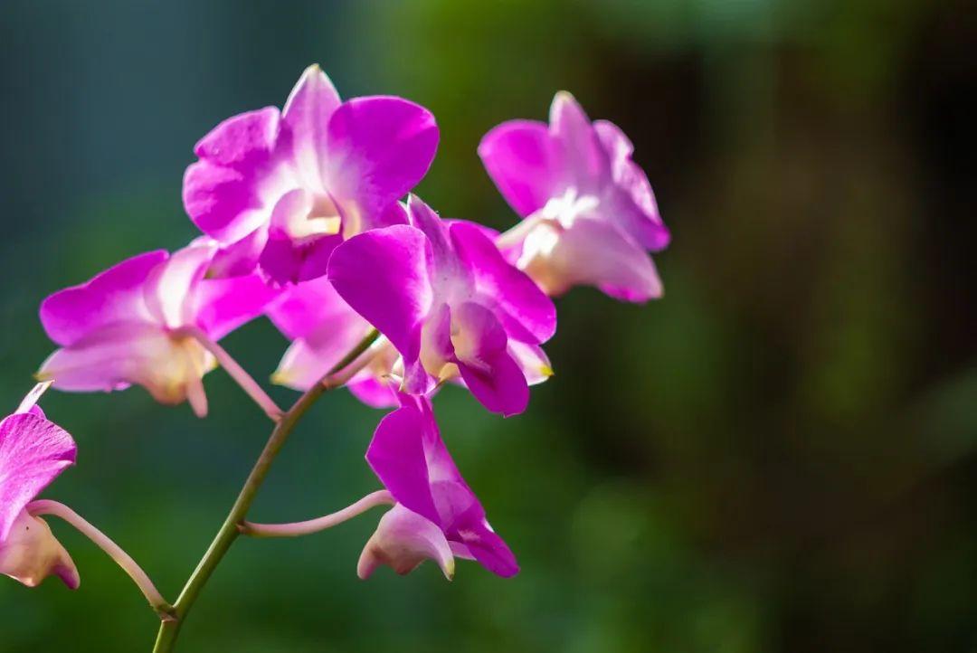 赞美秋天的花诗词鉴赏（10首秋花诗词）