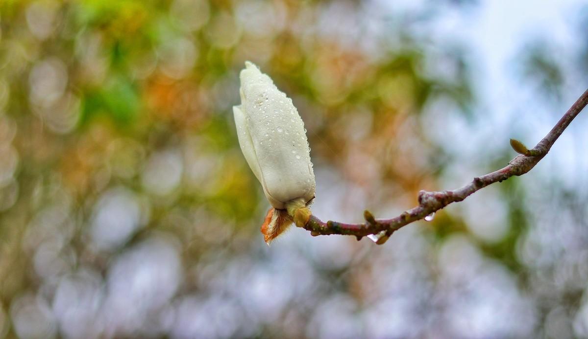 关于雨水古诗词大全（雨水节气的古诗）