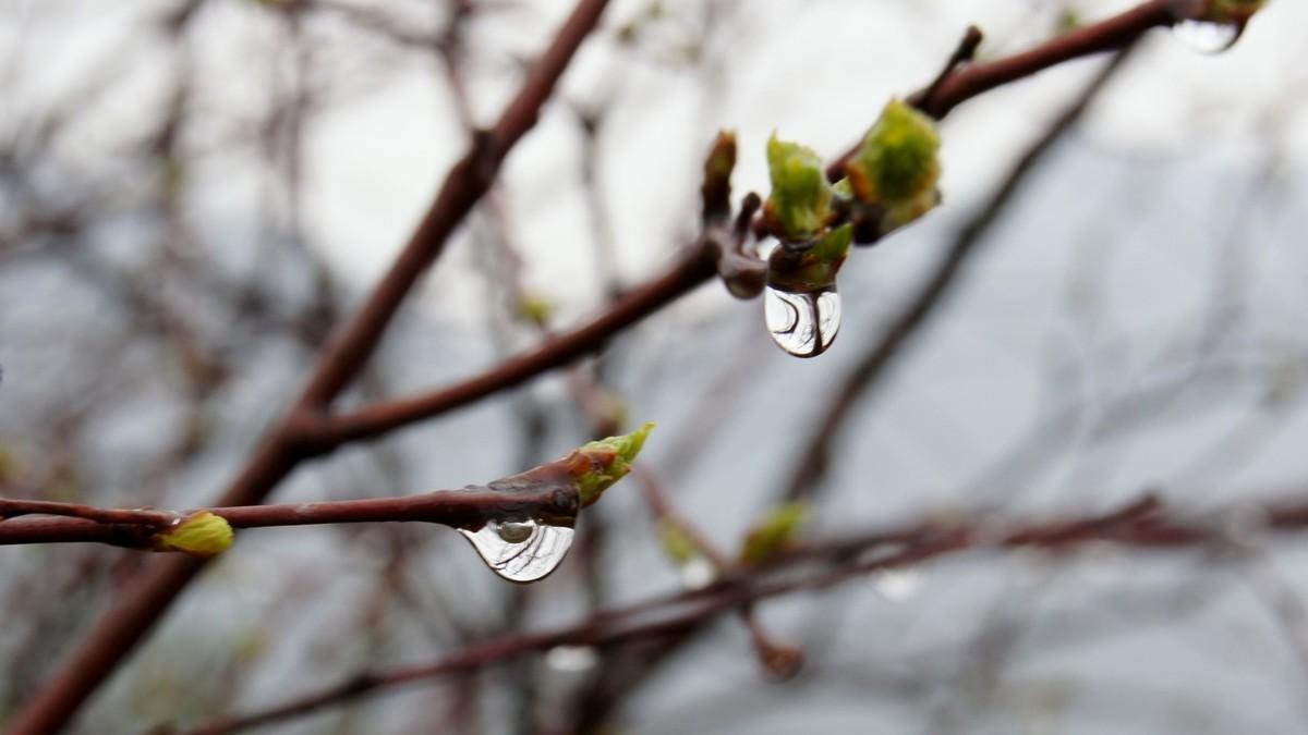 关于雨水古诗词大全（雨水节气的古诗）