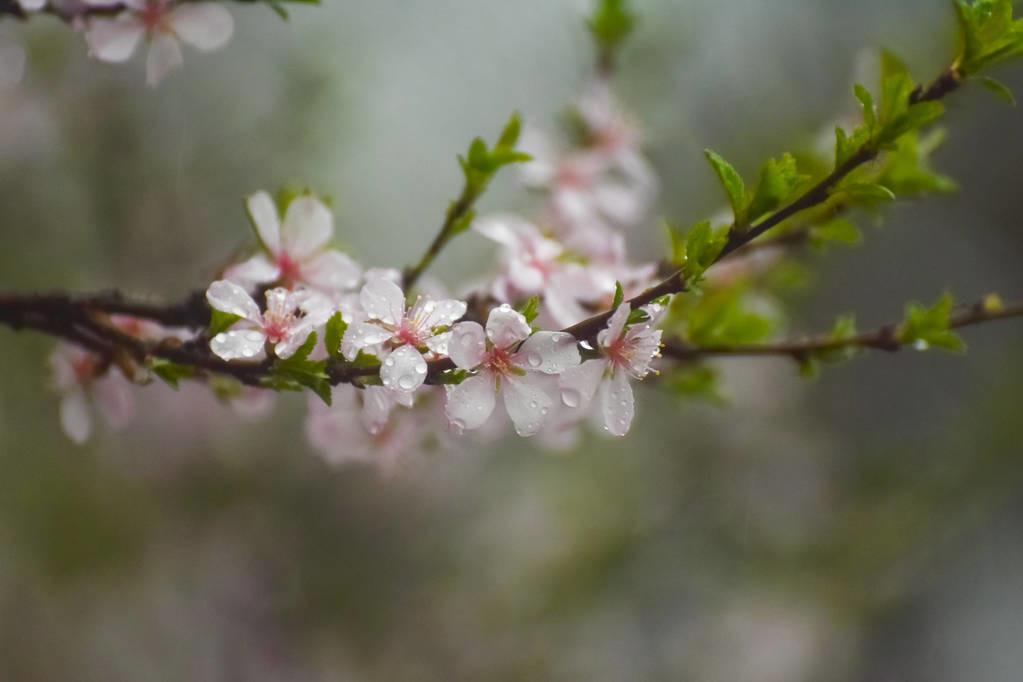 关于雨水古诗词大全（雨水节气的古诗）