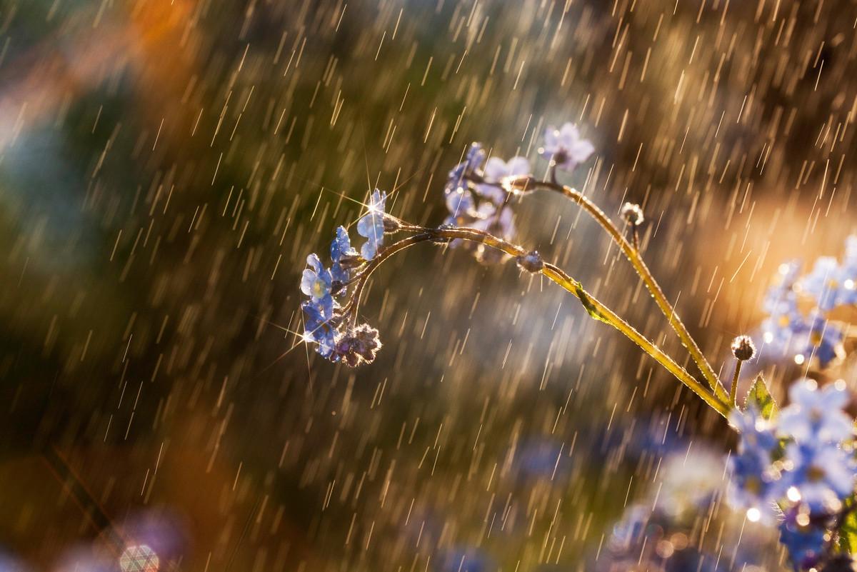 关于雨水古诗词大全（雨水节气的古诗）