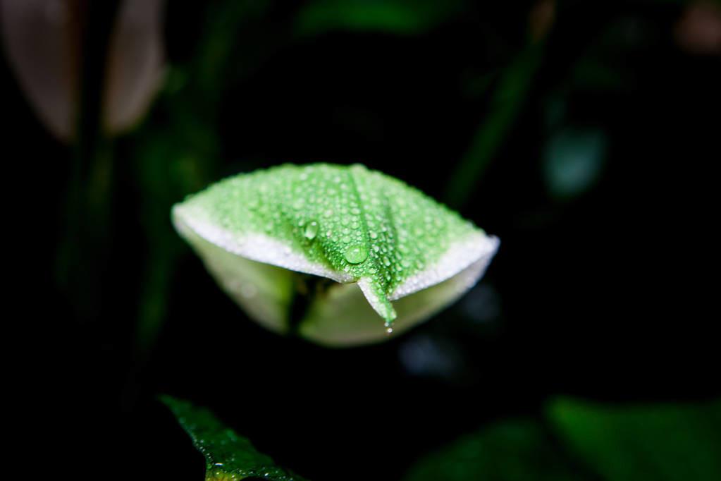 关于雨水古诗词大全（雨水节气的古诗）