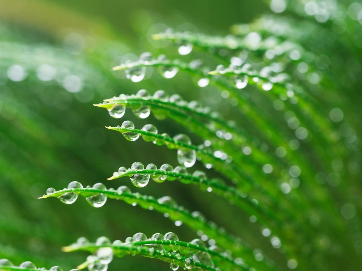 关于雨水古诗词大全（雨水节气的古诗）