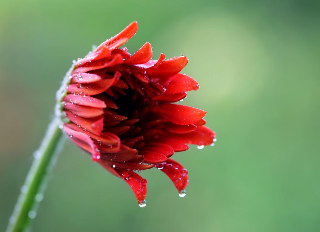 关于雨水古诗词大全（雨水节气的古诗）