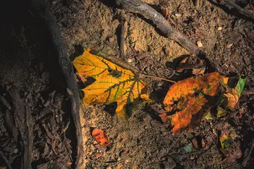 生命的痕迹作文800字高中记叙文（我眼中的生命）