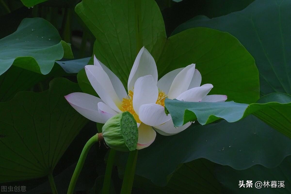 关于夏日荷花的诗词（描写夏天荷花的优美句子）