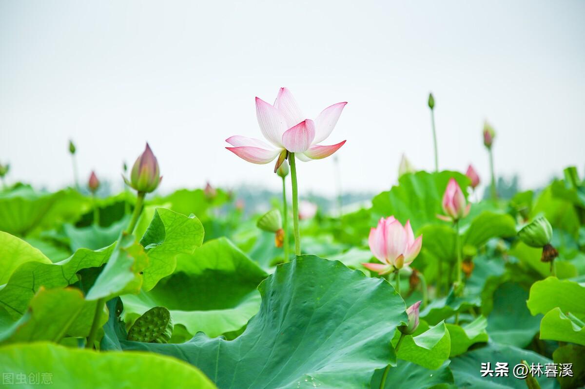 关于夏日荷花的诗词（描写夏天荷花的优美句子）