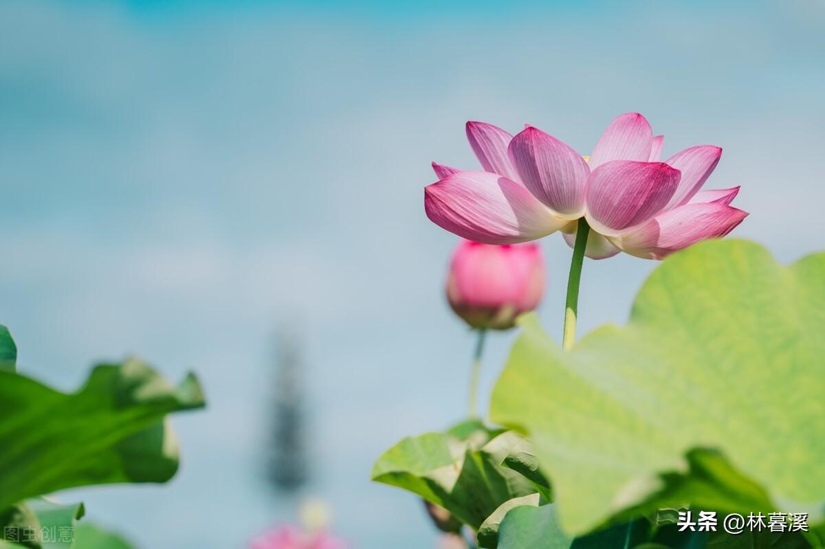 关于夏日荷花的诗词（描写夏天荷花的优美句子）