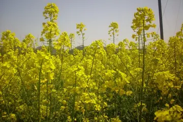 关于春天的日记作文600字（去找后山寻找春天）