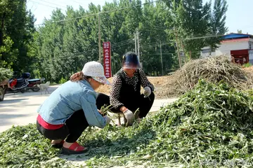 端午节的一件事作文800字（印象深刻的端午节）