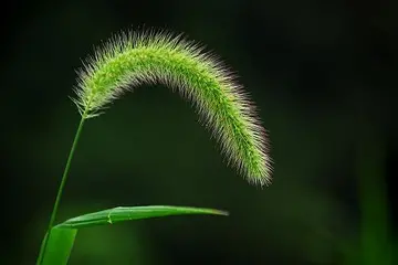 风雨中的狗尾草作文600字初中（引发我们美好的回忆）