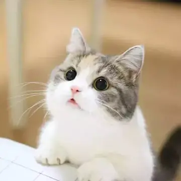 可爱的小猫咪作文范文（写猫的观察日记）