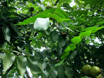 高级且浪漫的夏日文案（关于夏天的浪漫句子）