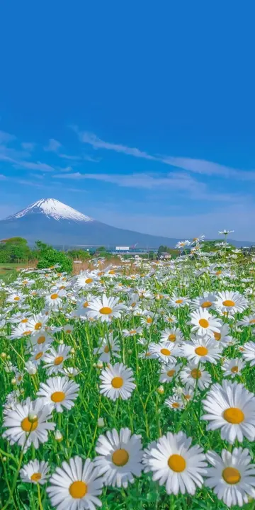 适合夏天的浪漫文案（描写夏天的浪漫句子）