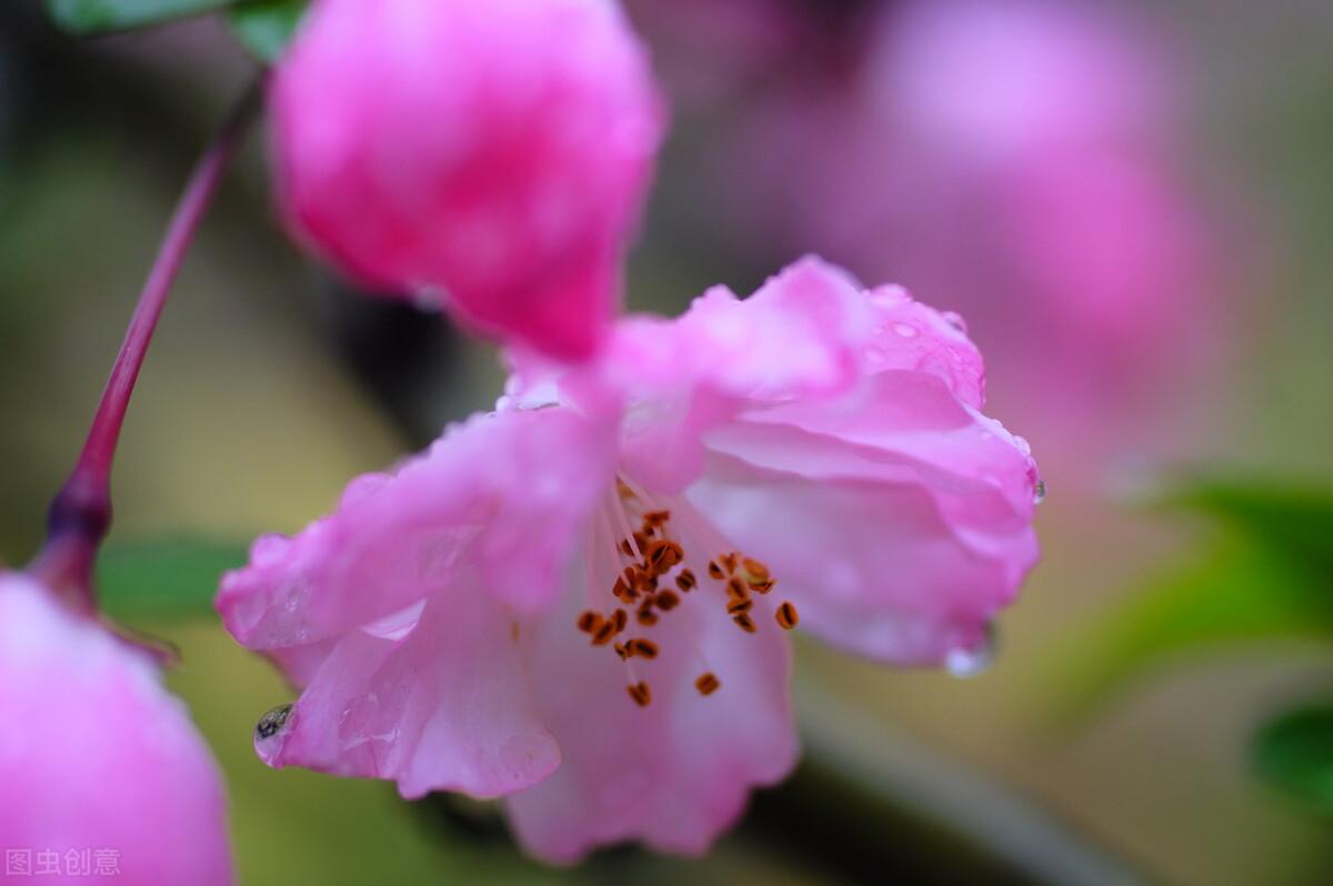 关于海棠花的优美诗句（6首唯美经典的海棠花诗词）