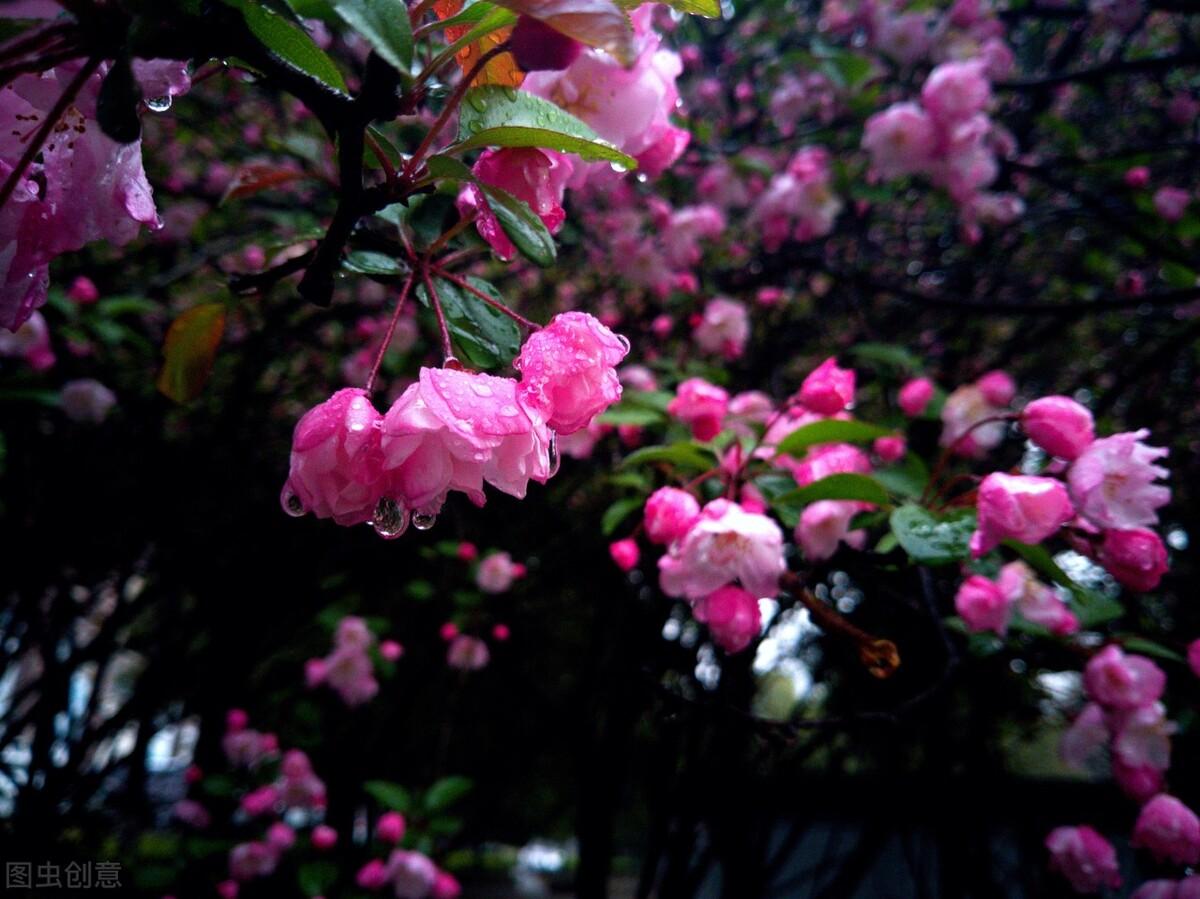 关于海棠花的优美诗句（6首唯美经典的海棠花诗词）