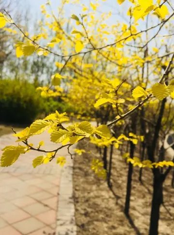 适合夏天的唯美句子（关于夏天的清新句子）