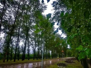 有关家乡雨季的作文精选范例（《故乡朦胧的雨境》）