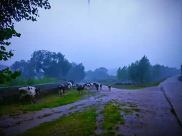 有关家乡雨季的作文精选范例（《故乡朦胧的雨境》）