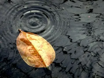 关于雨天的唯美句子（描写雨天的优美句子）