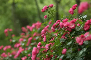 适合夏天的温柔短句（夏日炎炎的唯美句子）