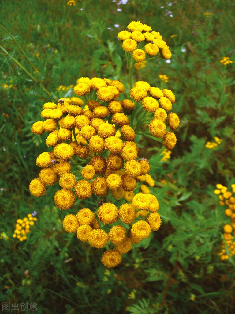 赞美秋天菊花诗词古句（菊花坚强品质的诗句）