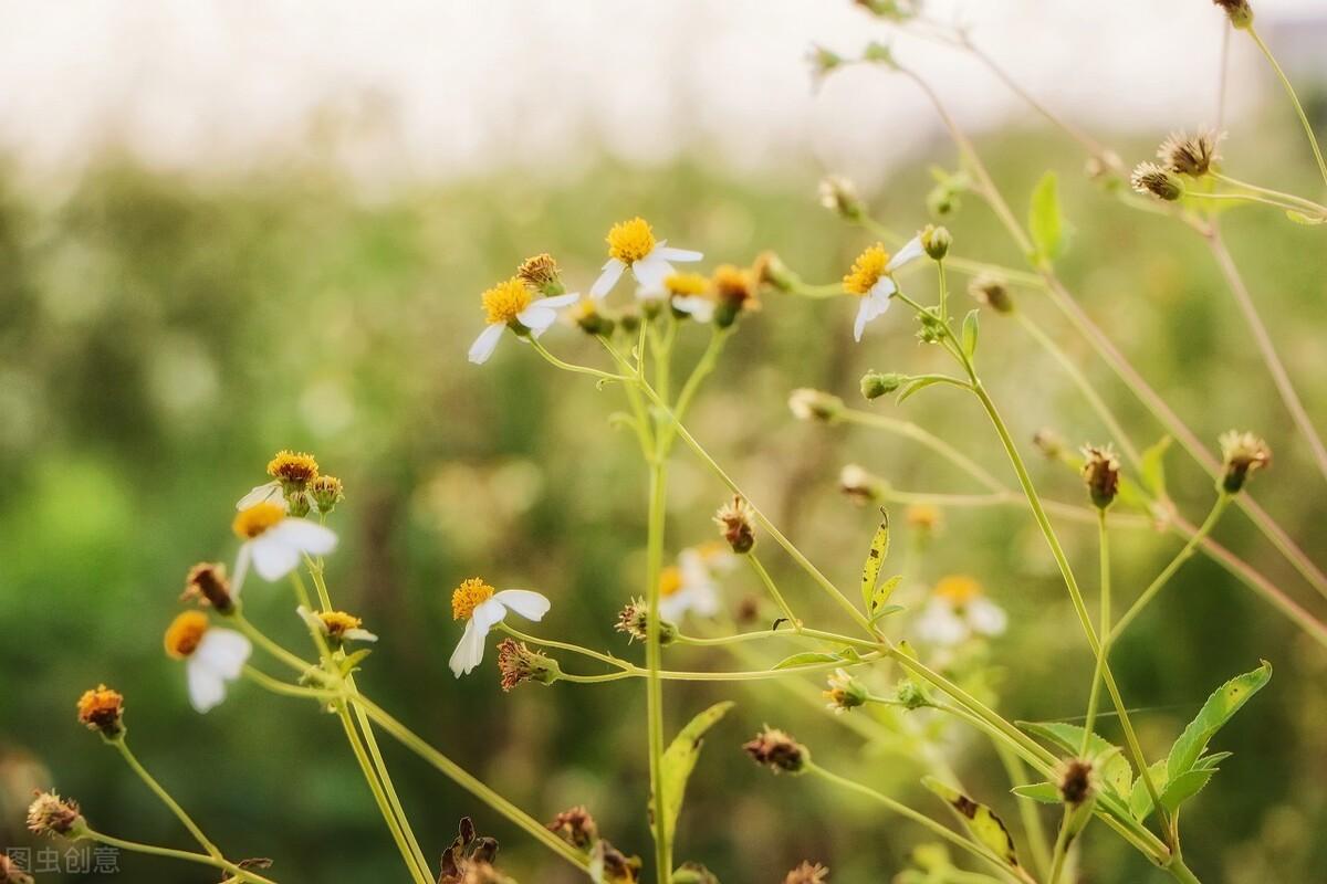 赞美秋天菊花诗词古句（菊花坚强品质的诗句）