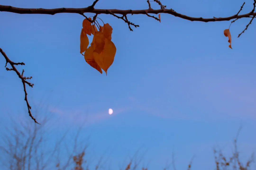 有关秋天意境的优美诗句（10首绝美秋夜诗词）