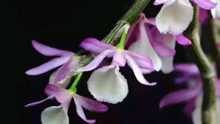 幽兰香风远， 蕙草流芳根（关于兰的古诗鉴赏）