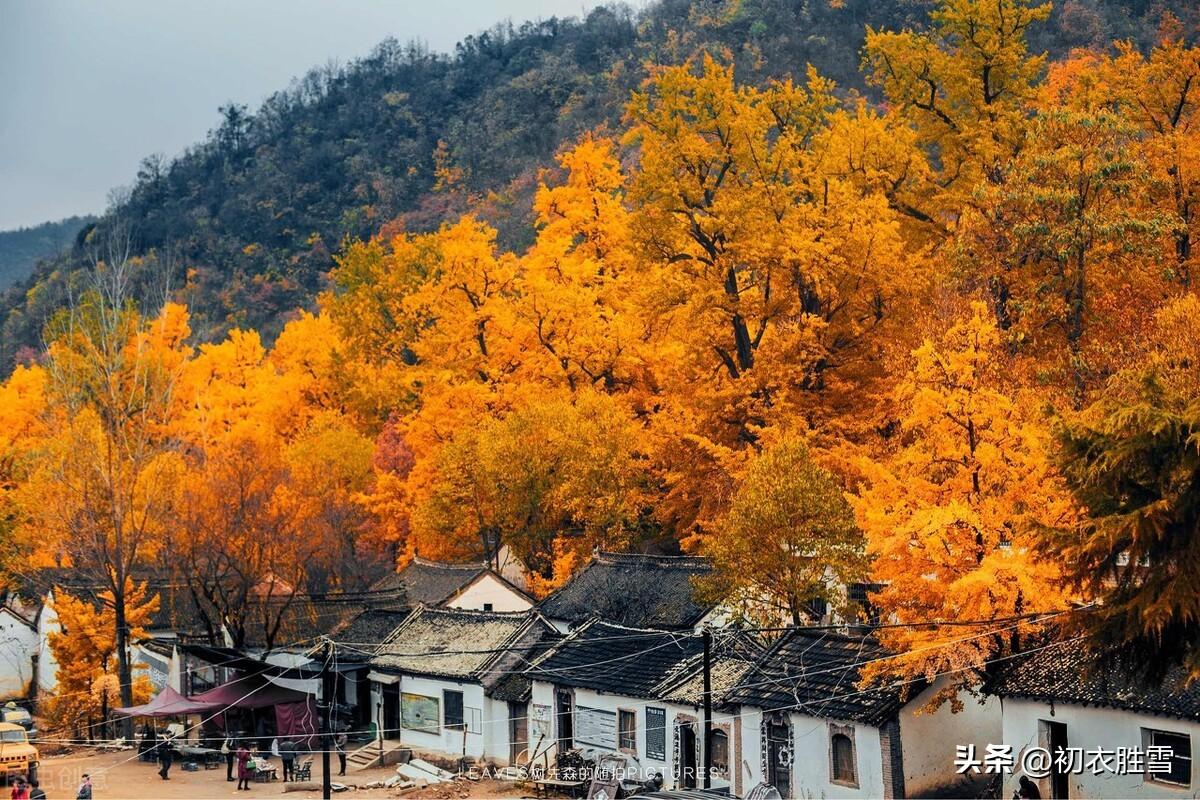 赞美秋天美景的诗句（晚秋银杏美诗五首）