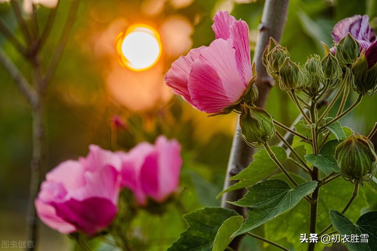 霜秋拒霜花美诗六首（赞美秋天美景的诗句）