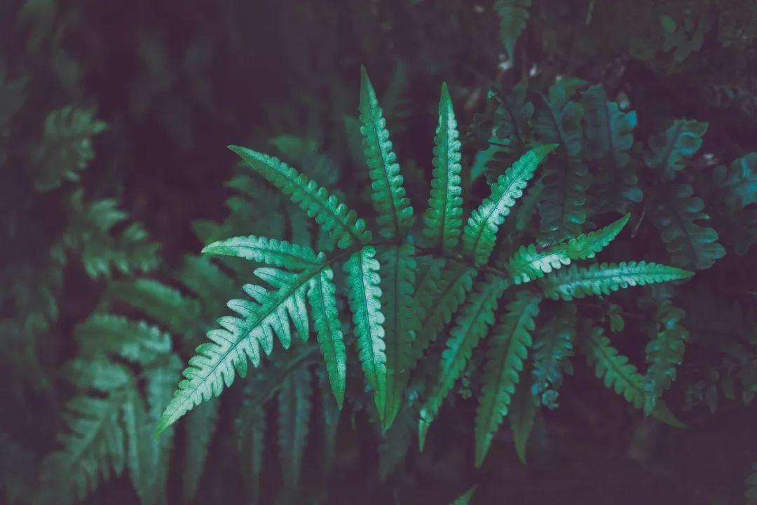 关于花雨落的唯美句子（花的唯美意境句子）