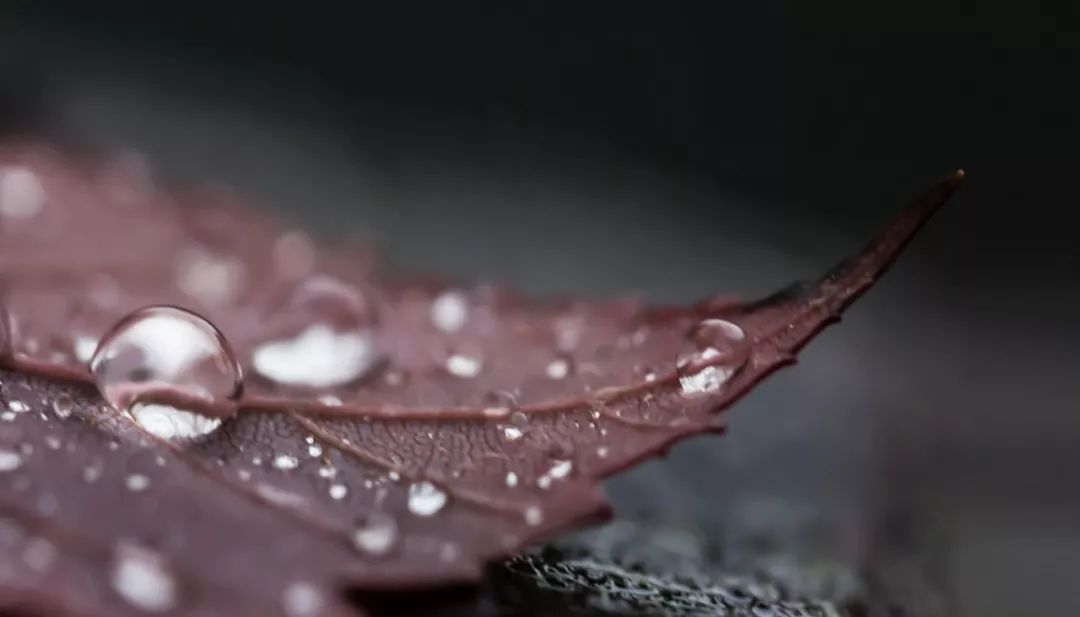 关于花雨落的唯美句子（花的唯美意境句子）