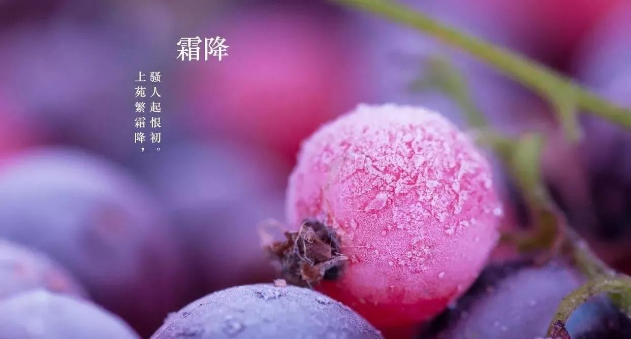 关于霜降时节问候句子（精选霜降节气祝福文案）