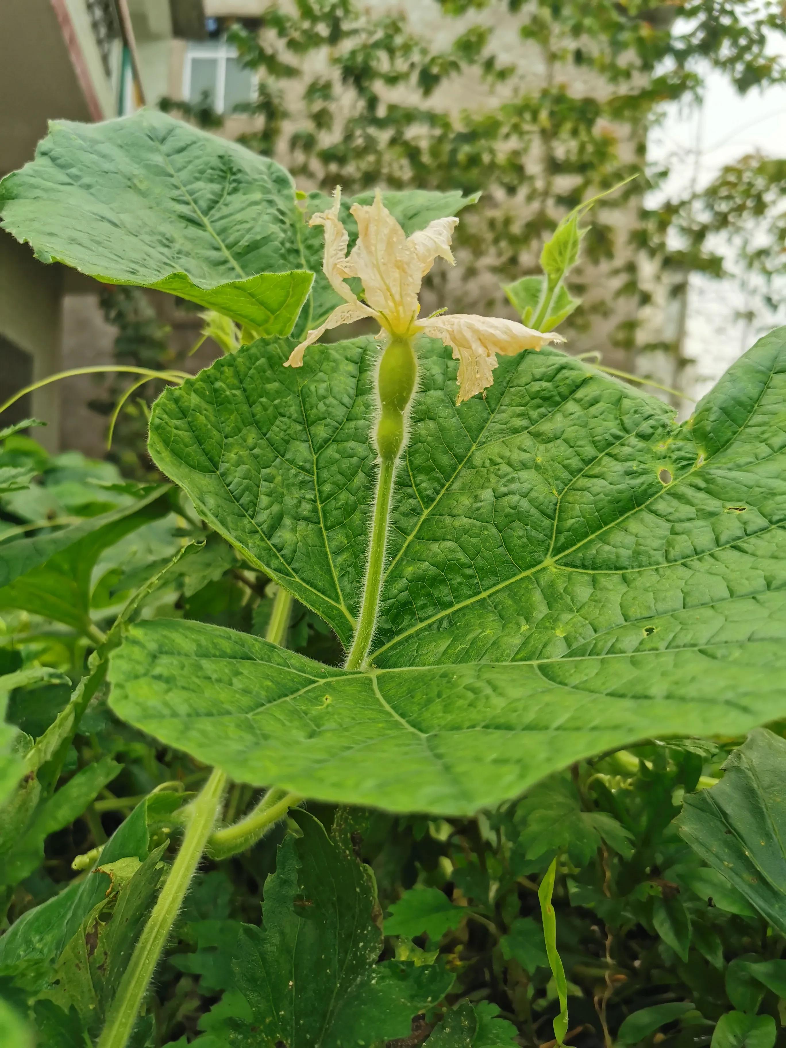 有关父亲节祝福语推荐（对老爸的感恩的句子）