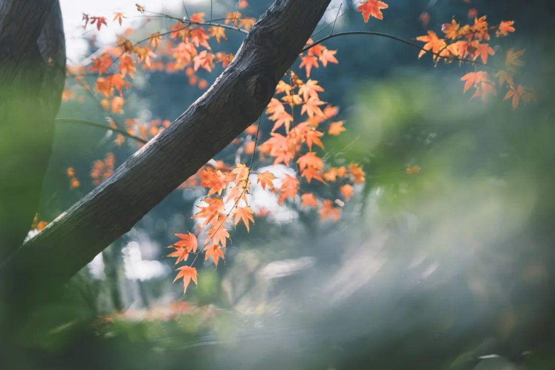 赞美秋天景色的古诗（10首昂扬的秋日诗词）