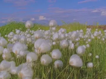 令人心动的情话短句（简短高级的情话）