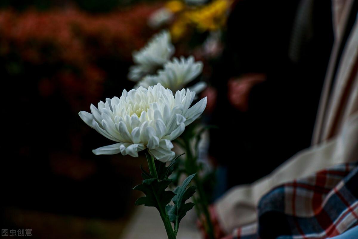 清明节缅怀先人经典寄语大全（清明节朋友圈说说）