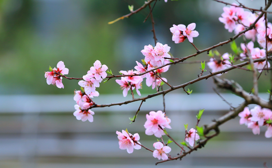 赞美桃花经典古诗大全（描写春天的唯美诗句）