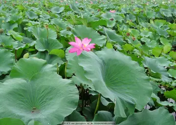 夏天的美景作文600字（一世的故乡，永存我心）